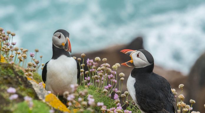 How these Two Lovebirds Managed to Fall in Love