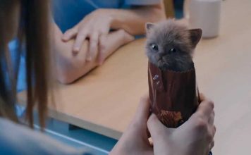 McVities Digestive Biscuits Advert – Kittens