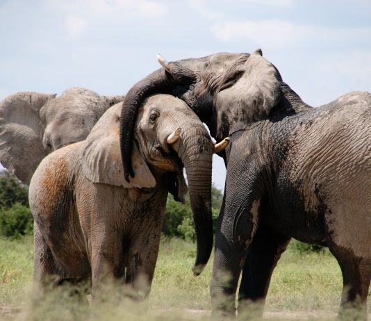 People Ask for Tougher Laws Against Animal Poaching