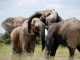 People Ask for Tougher Laws Against Animal Poaching