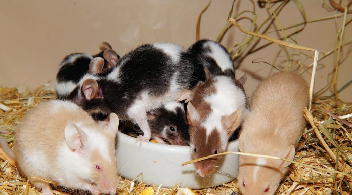 Subset of E. Coli Linked to Deadly Disease in Mice