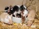 Subset of E. Coli Linked to Deadly Disease in Mice