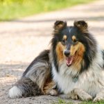 5 Things You Need to Know before You Get a Dog