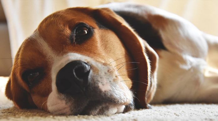 10 Most Popular Breeds of Family Dogs